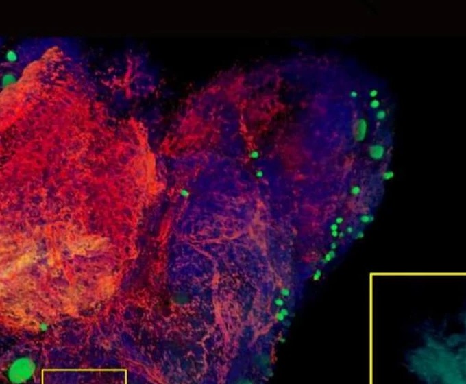 胚胎多通道风格示意，胚胎成像 · GFP · 5×物镜 · 三维重构示意